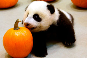 Pandas in Shandong are going home