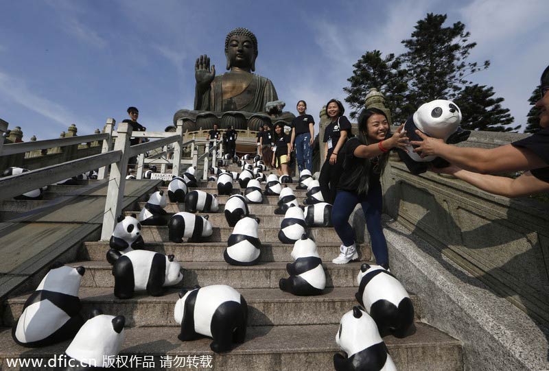 Pandas' 'pilgrimage' to Tian Tan Buddha