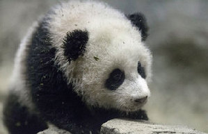 Pandas' 'pilgrimage' to Tian Tan Buddha