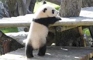 Pandas' 'pilgrimage' to Tian Tan Buddha