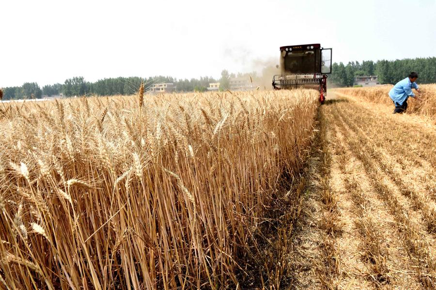 China's grain output grows for 11th straight year