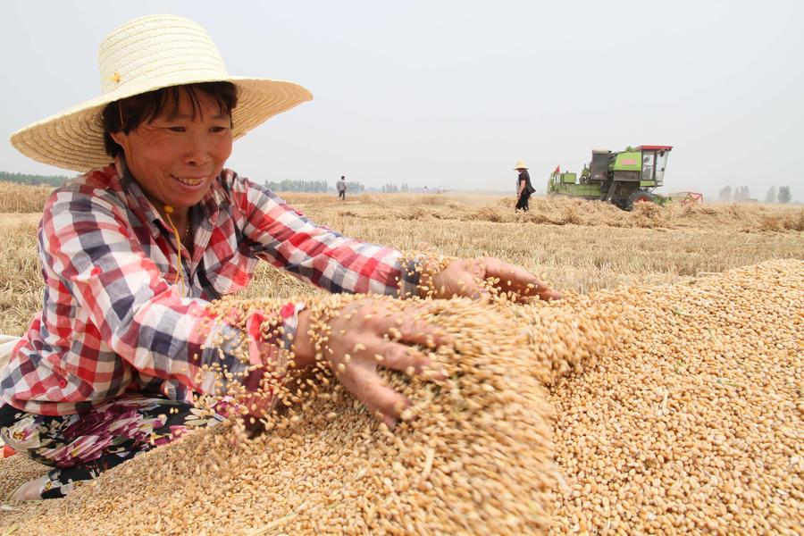 China's grain output grows for 11th straight year