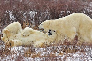 Zoo practices emergency rescue drills