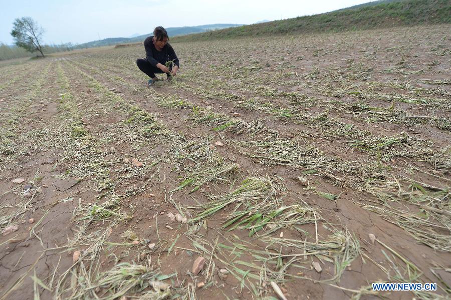 Winds, hails batter NE China, affecting 31,000 people