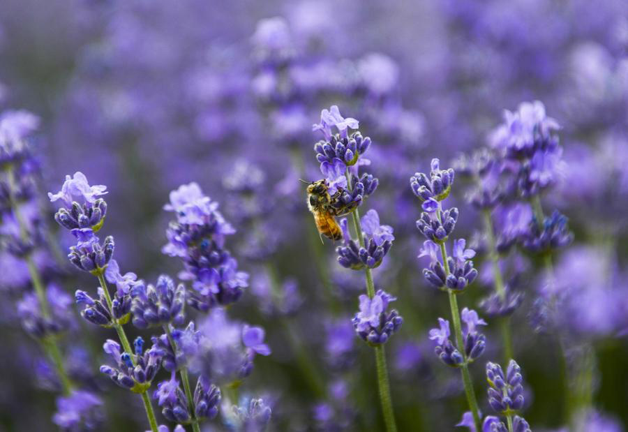 Lavenders blossom in valley of Ili River