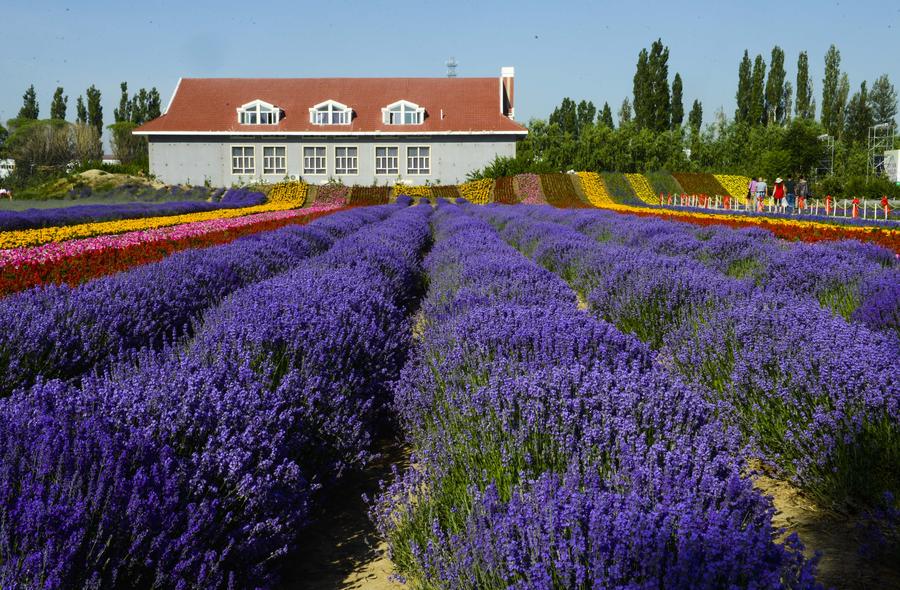 Lavenders blossom in valley of Ili River