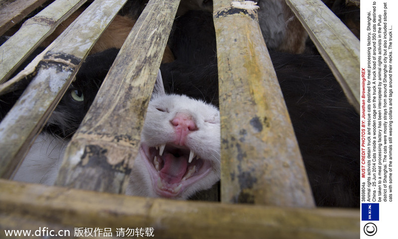 Animal rights activists intercept truck carrying 350 cats