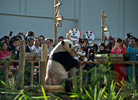 Giant panda baby born in SW China