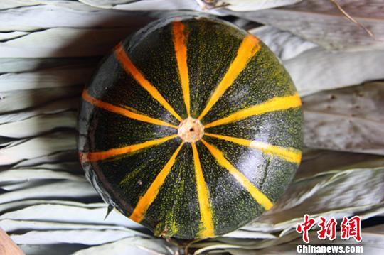 Rare striped pumpkins found in Central China