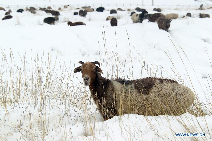 NW China's Hami witnesses 1st snowfall this autumn