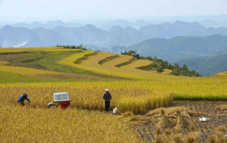 Miao ethnic people welcome the autumn harvest