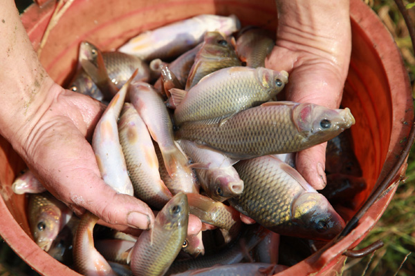 China, US seek ways to benefit from carp