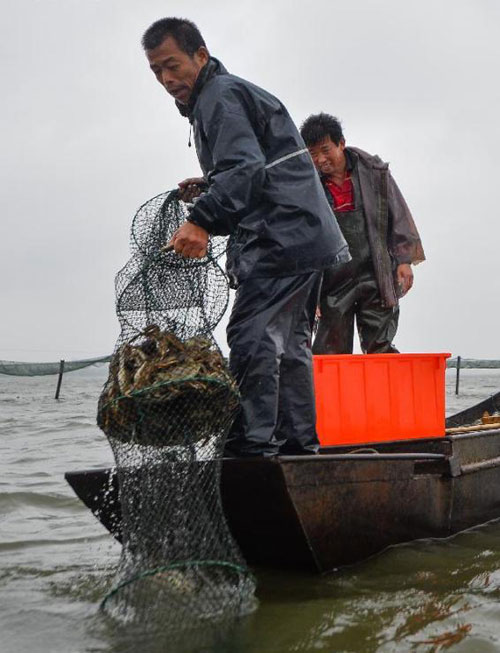 Crab harvest in China's Yangcheng Lake