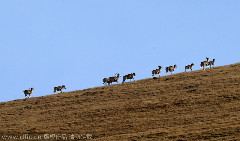 Wild paradise in Xinjiang