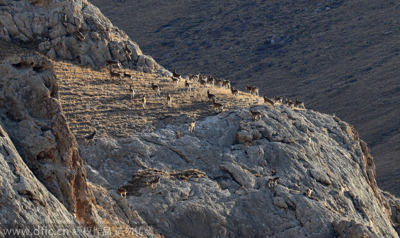 Wild paradise in Xinjiang