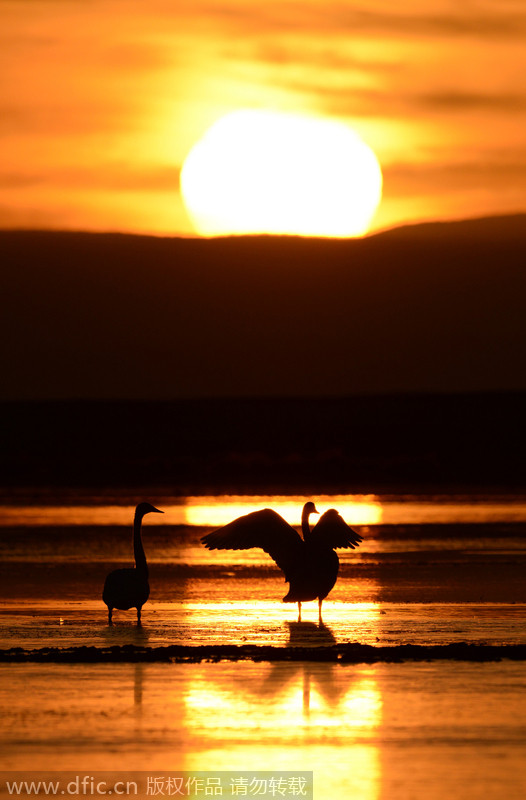 Wild paradise in Xinjiang