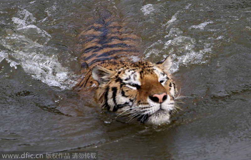 Siberian tigers stay cool in the heat in E China