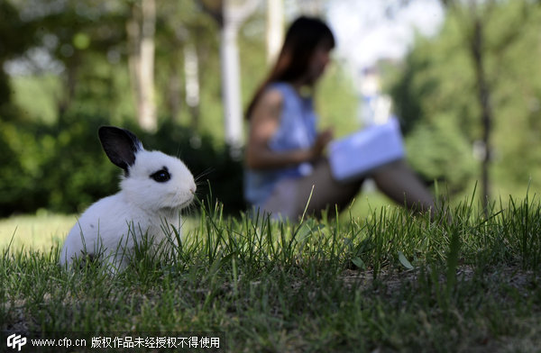 Chinese students turn to pets for company