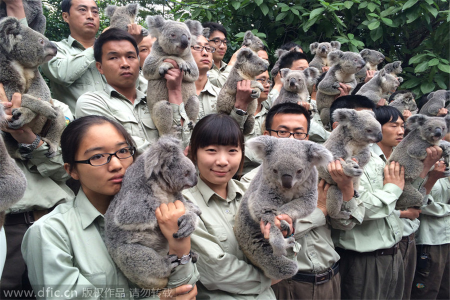 Guangzhou zoo is home to five generations of koalas