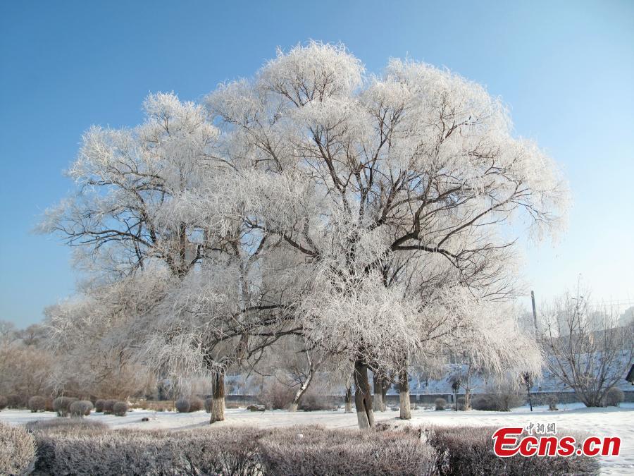 Later arrival of rime still an attraction in Jilin