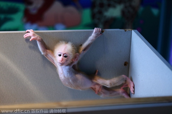 Gymnastic baby monkey wows tourists