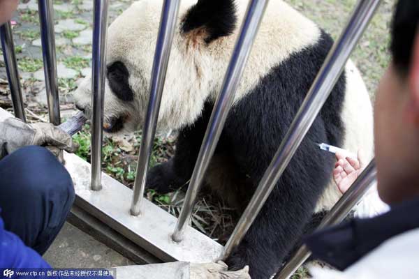 Three more giant pandas diagnosed with serious infectious disease