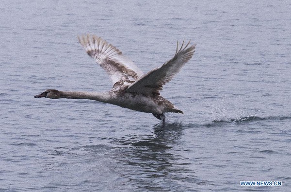 Migratory birds at Swan Spring Wetland