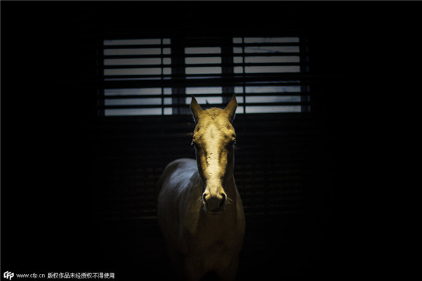 China's biggest Akhal-Teke horse base