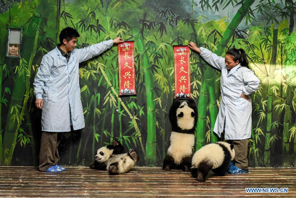 Latest survey finds increase in wild giant pandas