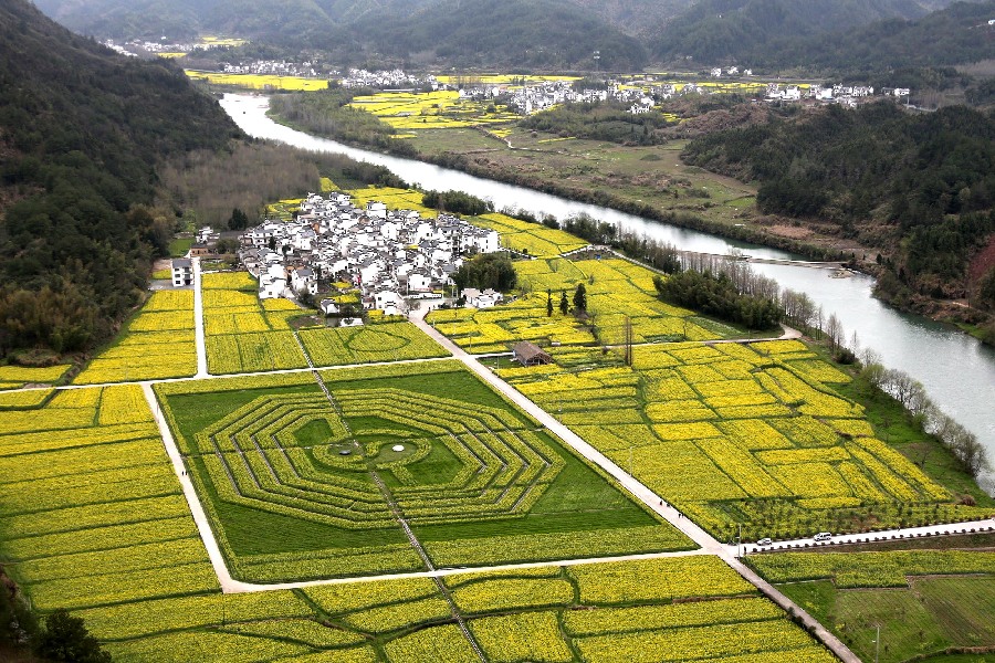 Canola flowers form the emblem of harmony