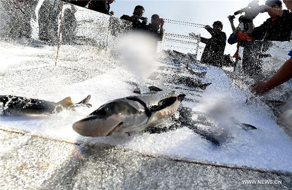 3,000 Chinese sturgeons released into Yangtze River