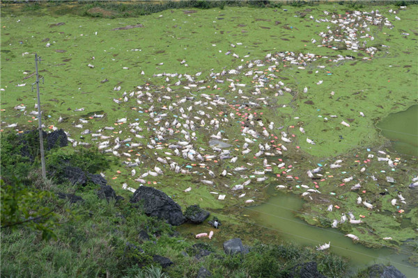 16,000 pigs drown in SW China rainstorm