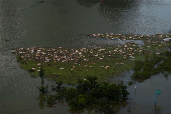 16,000 pigs drown in SW China rainstorm