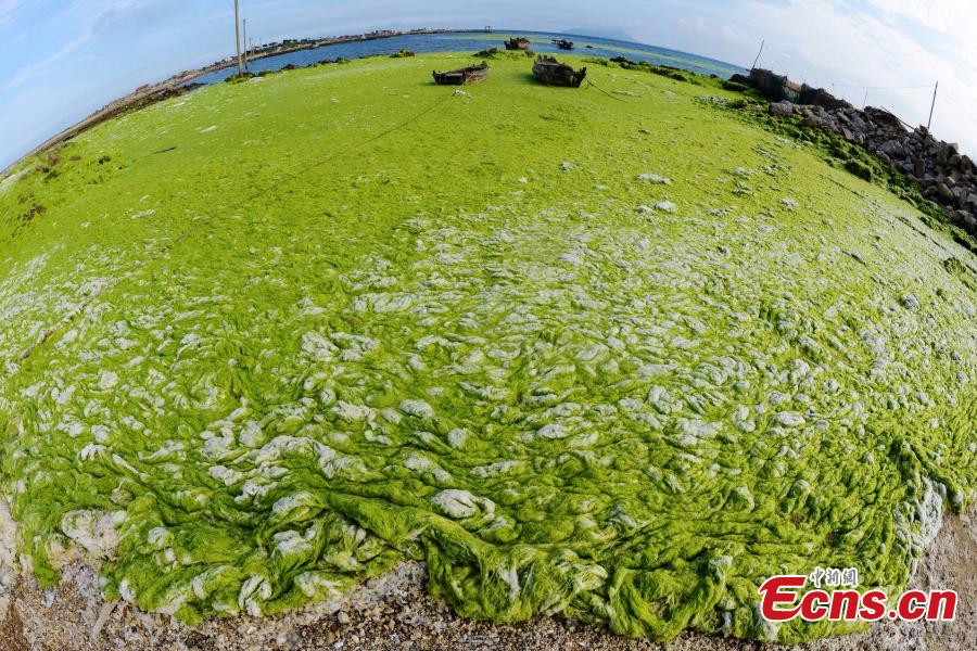 Coastal city suffers from algae invasion again