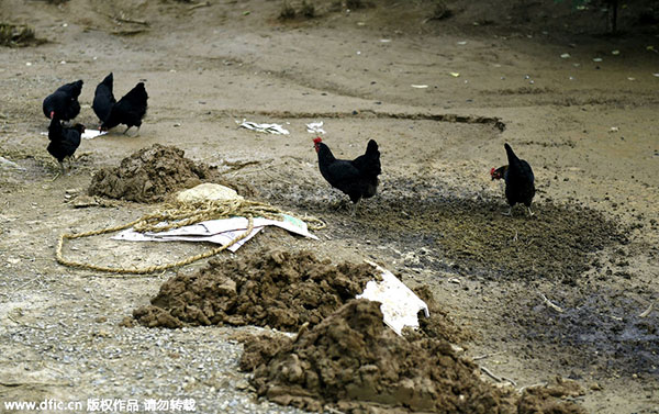 Psychic animals recruited to help predict earthquakes