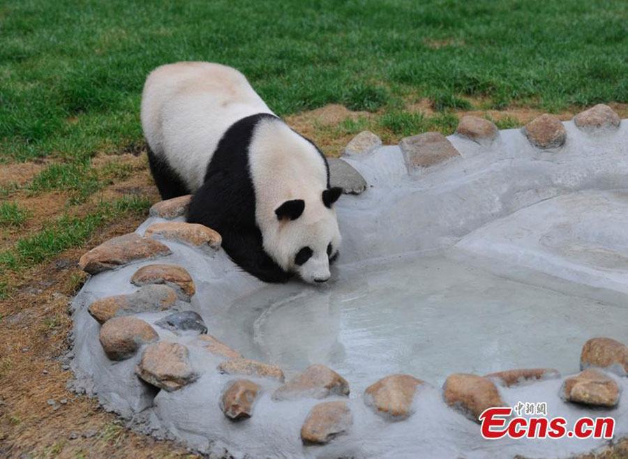 Pandas meet the public for the first time in NE China