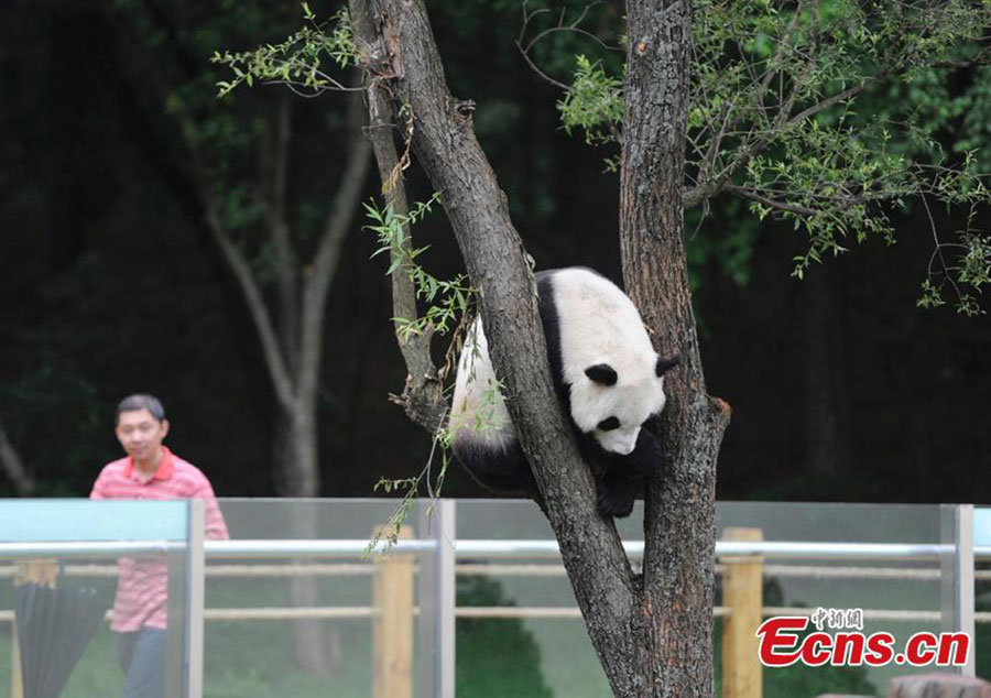 Pandas meet the public for the first time in NE China