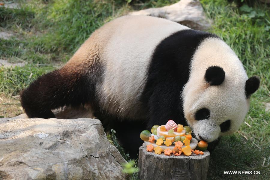 Panda Xinxin celebrates birthday at Macao's park