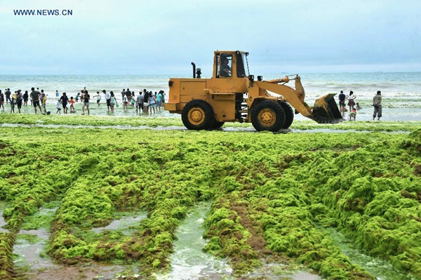 Seashore occupied by green algae in Qingdao