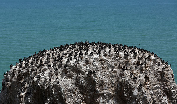 Qinghai cleanup begins to take flight