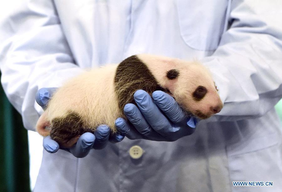 Giant panda cub receives medical care in Guangzhou