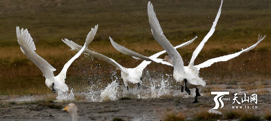 Swans in Bayanbulak Wetland to start annual migration