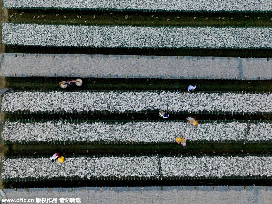 Villagers scoop up big profits by drying fish