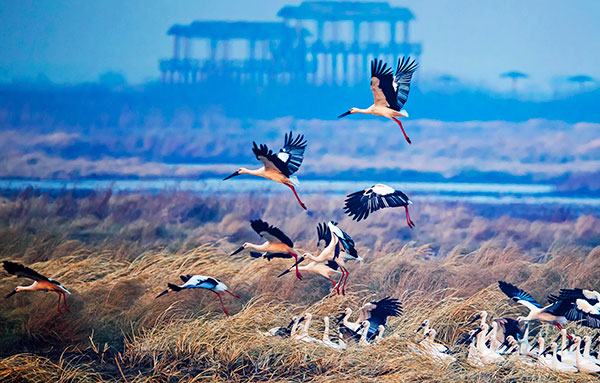 Endangered storks flock to reserve in record numbers