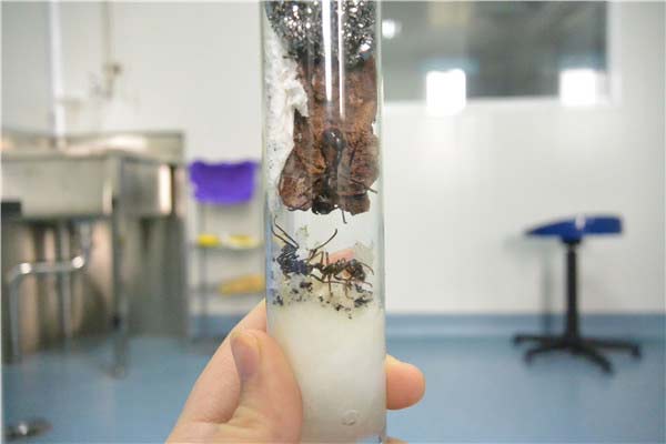 Live ants seized at airport customs