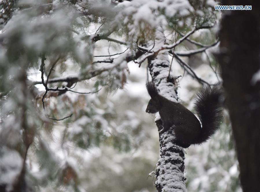 Heavy snowfall hits vast area of N China