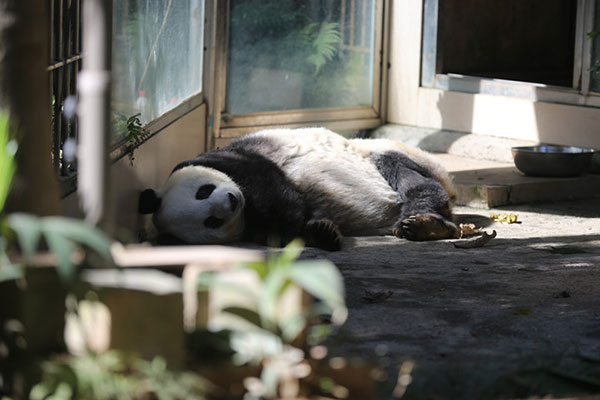 Famous panda to celebrate 35th birthday