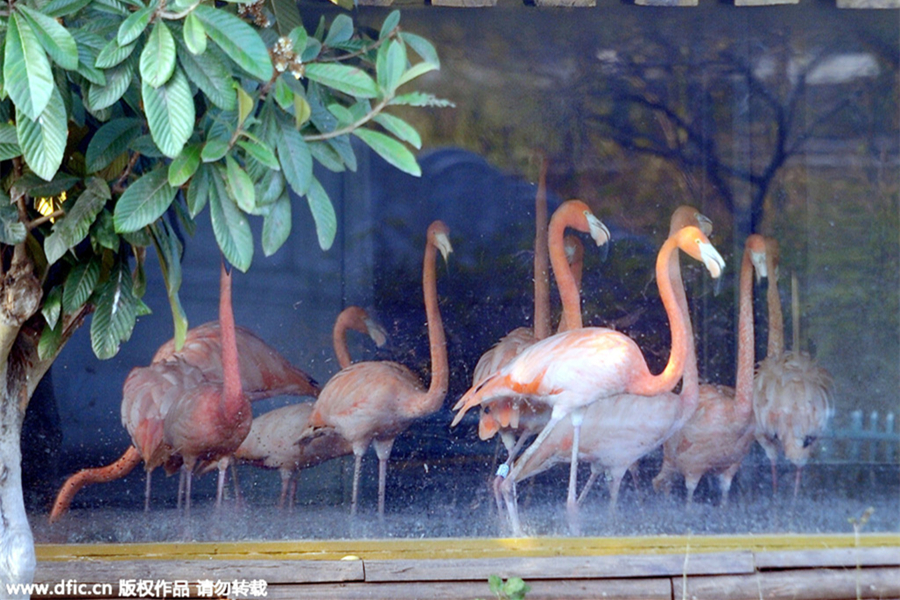 Animals at Chinese zoos get help in tackling cold