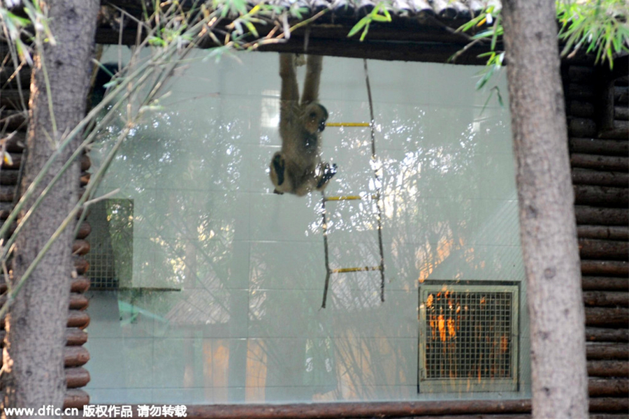 Animals at Chinese zoos get help in tackling cold