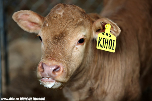 Six calves cloned simultaneously in Henan